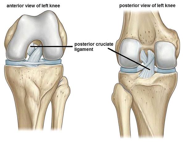 left knee ligaments