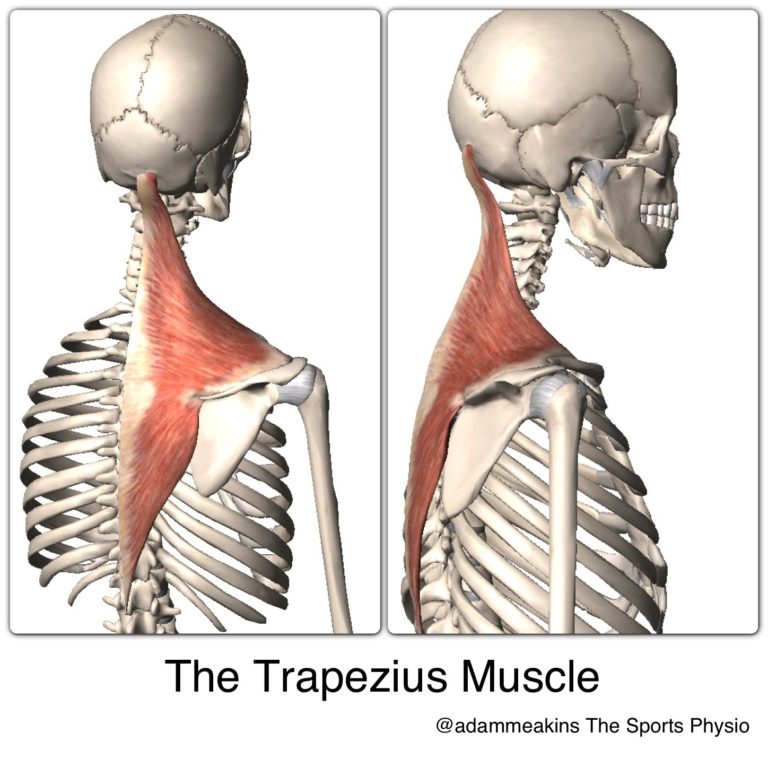 Upper traps