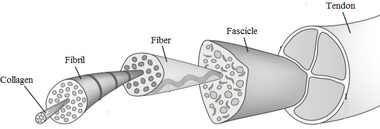 Tendon structure