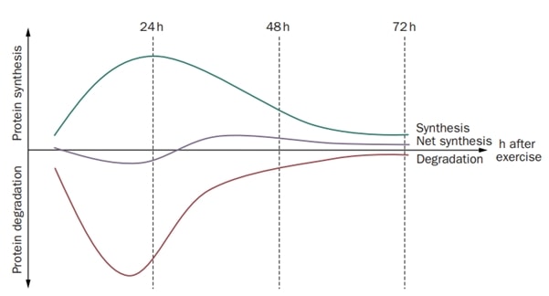 Tendon synthesis