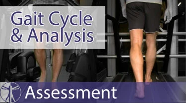 Gait Cycle & Gait Analysis | Basis Assessment | Biomechanics