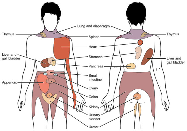 Pattern of left flank pain from the thoracolumbar junction syndrome.