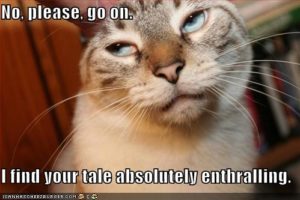 Funny cat pic 300x200 1