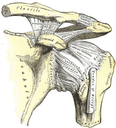 Anatomie der Schultern