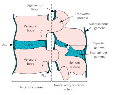 Disk anatomy