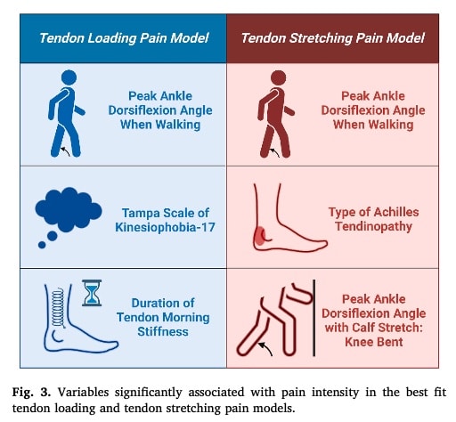 loading and stretching the Achilles tendon