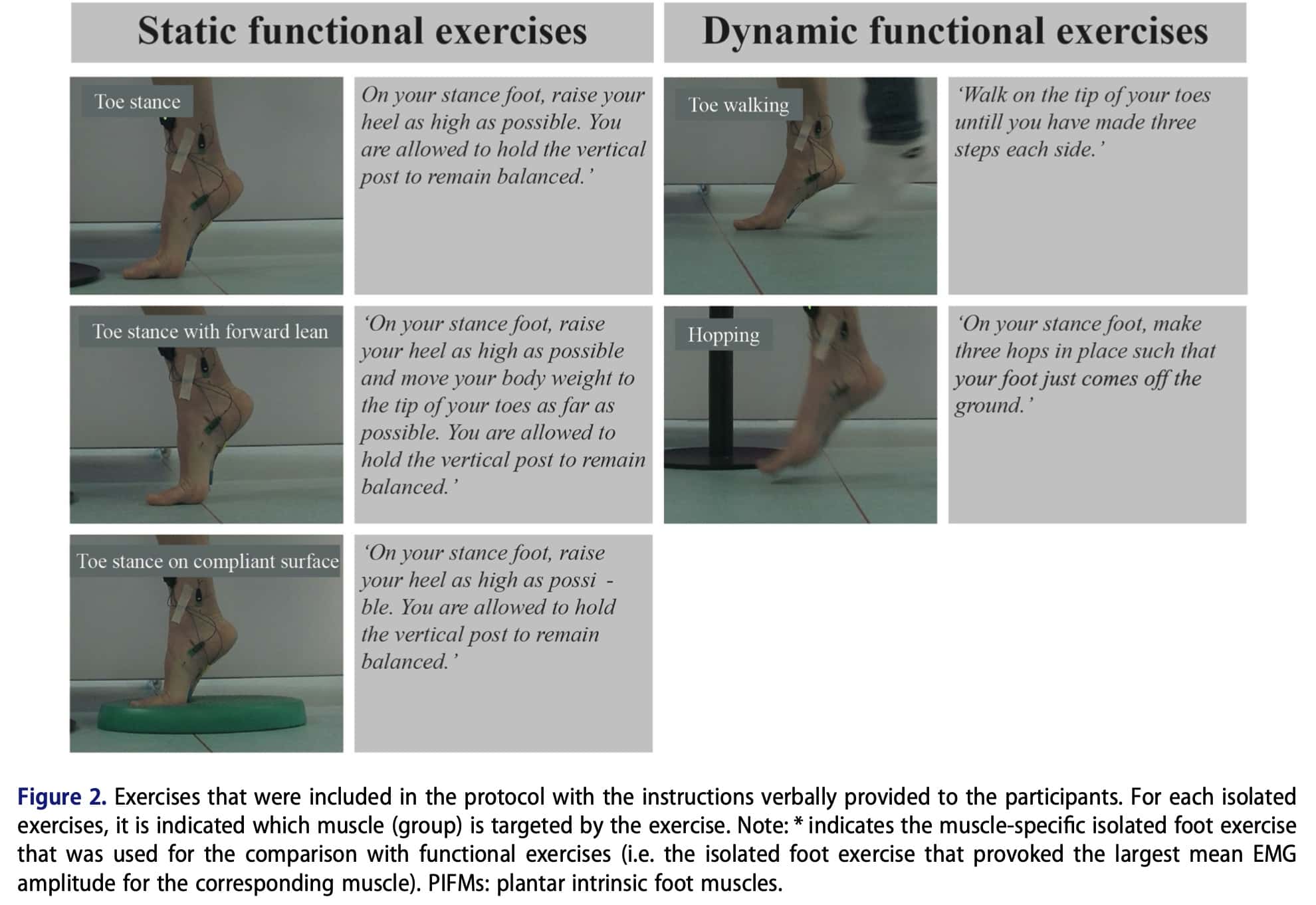 Intrinsic Foot Muscles Function