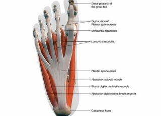 Activation of the intrinsic foot muscles