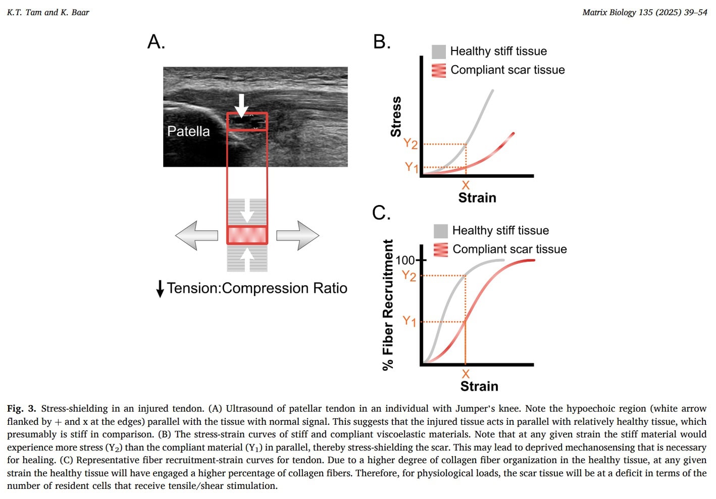 Sarcina mecanică asupra adaptării tendonului