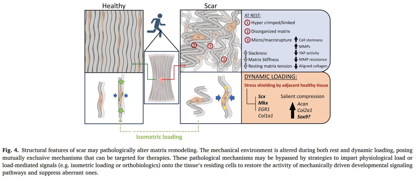 Sarcina mecanică asupra adaptării tendonului