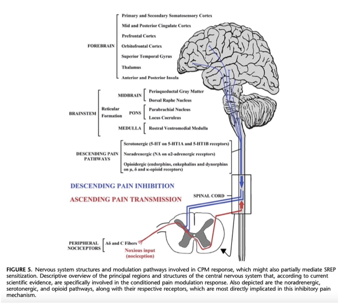 pain inhibition dysfunction in fibromyalgia