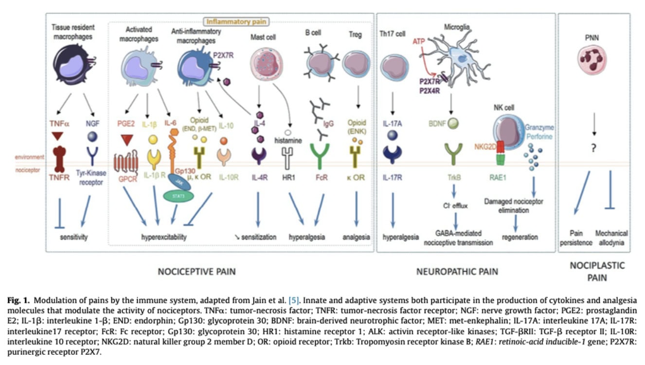 Immune Control of Pain