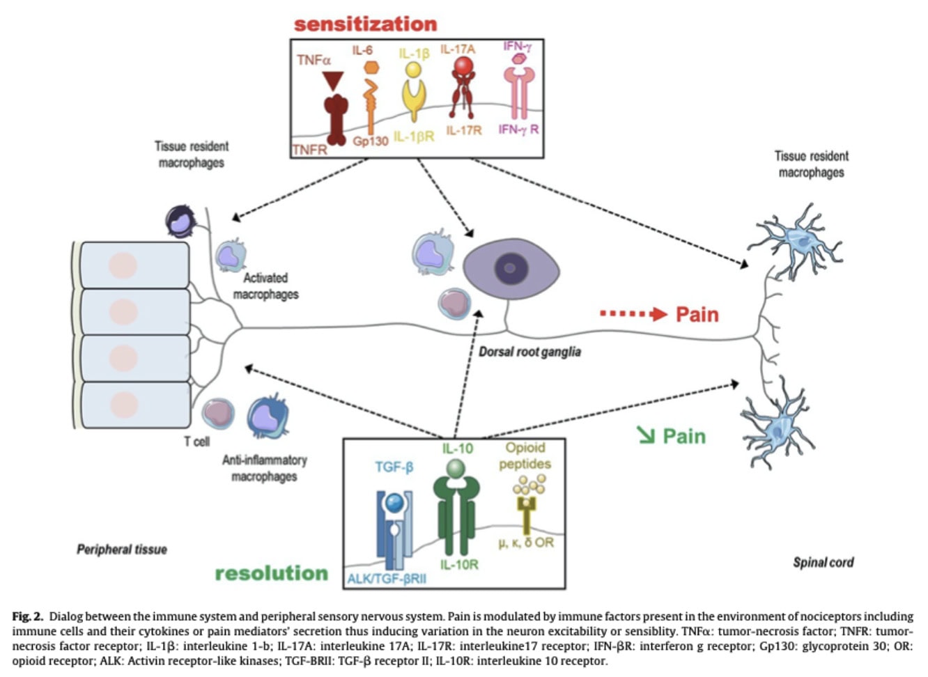 Immune Control of Pain