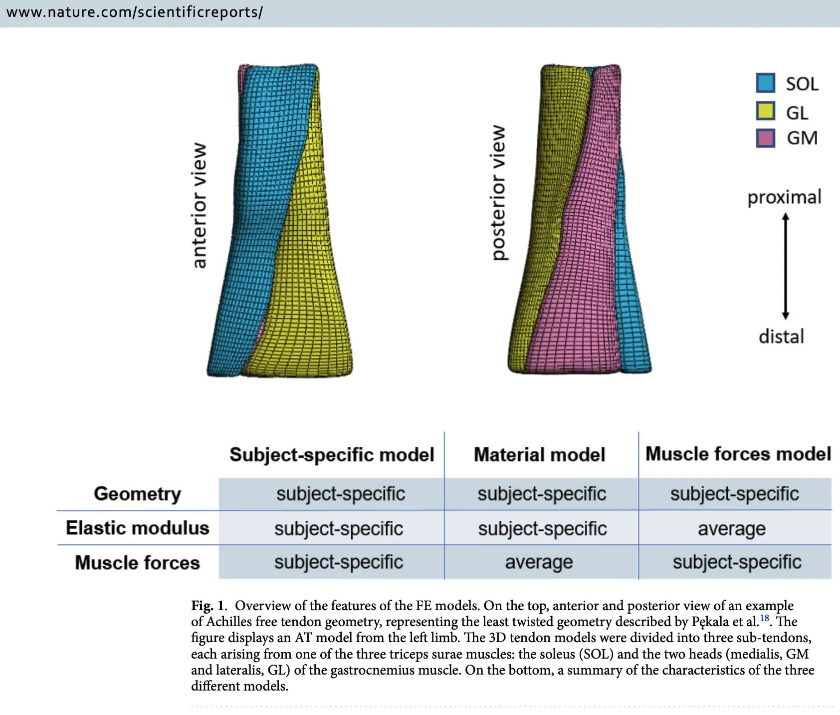 Patient-specific Achilles tendinopathy rehabilitation
