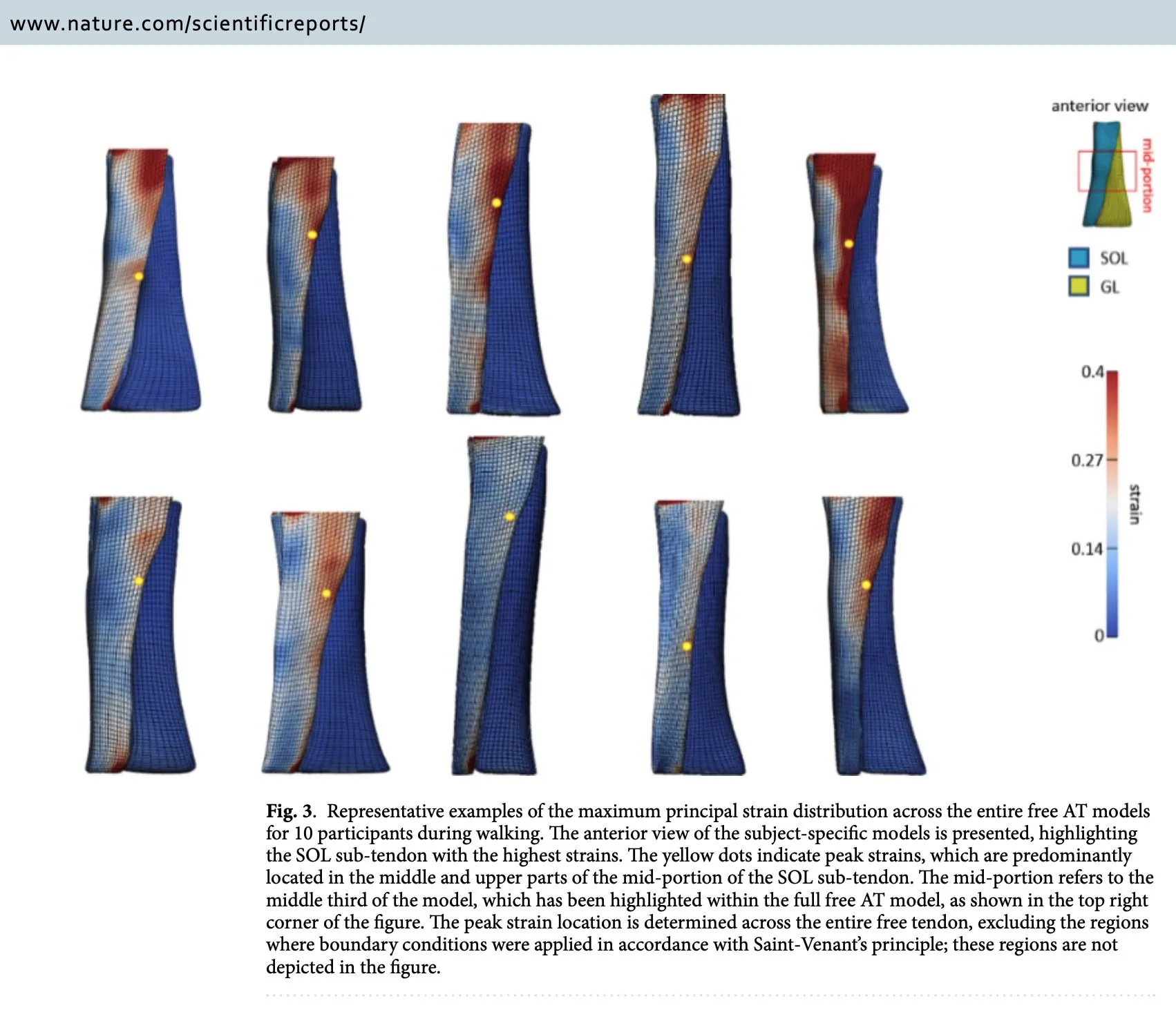 Patient-specific Achilles tendinopathy rehabilitation