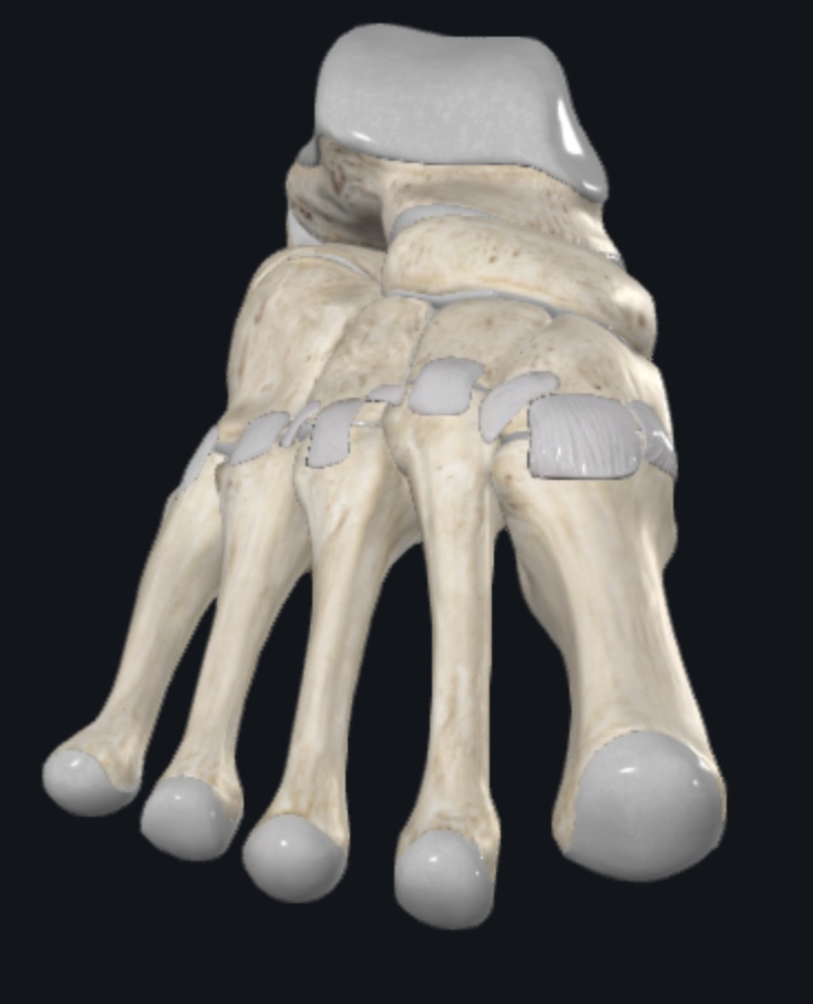 Antero-superior view of the Dorsal Lisfranc Ligament Complex.