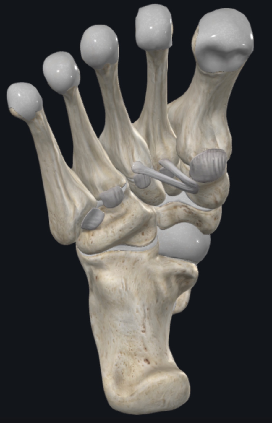 Antero-inferior view of the plantar Lisfranc Ligaments.