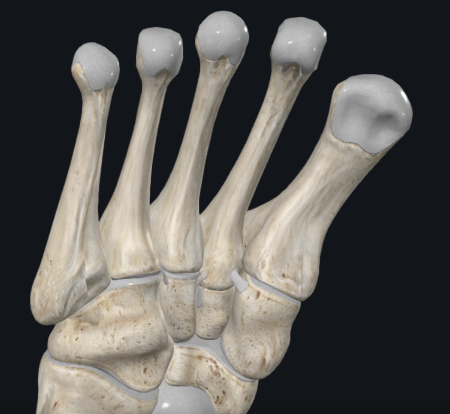 Plantar view of the interosseous Lisfranc ligaments.